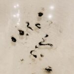 Aimyon Instagram - クリアファイルに書き初め。