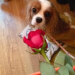 Alastair Aiken Instagram - Happy Valentines 😘 I love spending all day, every day with you! 💙 This is our 4th Valentines now - Time goes by quickly when you’re having fun! 😄🐶