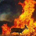 Alba Flores Instagram - #ardegalicia porque #queimangalicia ‼️‼️‼️ Horror. Tomemos las medidas necesarias. Esto #nuncamais , ni en #galicia , ni en #asturias , ni en #portugal