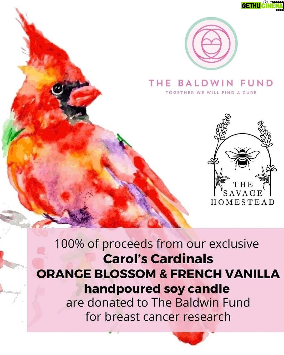 Alec Baldwin Instagram - As a breast cancer survivor, Carol Baldwin spent the last 32 years of her life showing love and compassion to others facing the disease and raising money for research. Honoring her legacy, all proceeds from the sale of The Savage Homestead CAROL'S CARDINALS Orange Blossom & French Vanilla hand poured soy candle benefit The Baldwin Fund. 💗 “We can be Carol’s Cardinals here and support the mission she began. Together we will find a cure. We will help others and share love and compassion with those in need.” Beth Baldwin, Executive Director, The Baldwin Fund 💗 THE BALDWIN FUND Together We Will Find a Cure thebaldwinfund.org @thebaldwinfund 🕯The CAROL'S CARDINALS Orange Blossom & French Vanilla candle🕯️ 🔥frosted pink glass reusable container with bamboo lid 🔥12 ounces | burn time approx. 70-80 hours 🔥custom-blended fragrance 🔥hand-poured on The Savage Homestead in Skaneateles, NY 🔥100% American soy wax 🔥paraben, phthalate, and cruelty free 🔥 no plastic packaging ♻️ Available in-boutique and online 🐝 THE SAVAGE HOMESTEAD Inspired Products for Better Living 3 Fennell Street, Skaneateles, New York 13152 thesavagehomestead.com 🐝 @thebaldwinfund #togetherwewillfindacure #BreastCancerAwarenessMonth #skaneateleslake #skaneateles #upstateny #artisanmade #madelocally #giftideas #giftidea #womanowned #onlineboutique #boutique #soycandles #soycandle #handpouredcandle #handpouredcandles #handpoured #candlesofinstagram #ecochic #ecoconscious