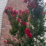 Alec Baldwin Instagram - LAST DAYS OF SUMMER: I’ve waited three Summers for these trees to bloom. I have been given a few names for this Crepe Myrtle. Dynamite. Firecracker. I love this color. A true red.