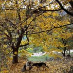 Alejandro Sanz Instagram - El sol de otoño broncea el alma 😎