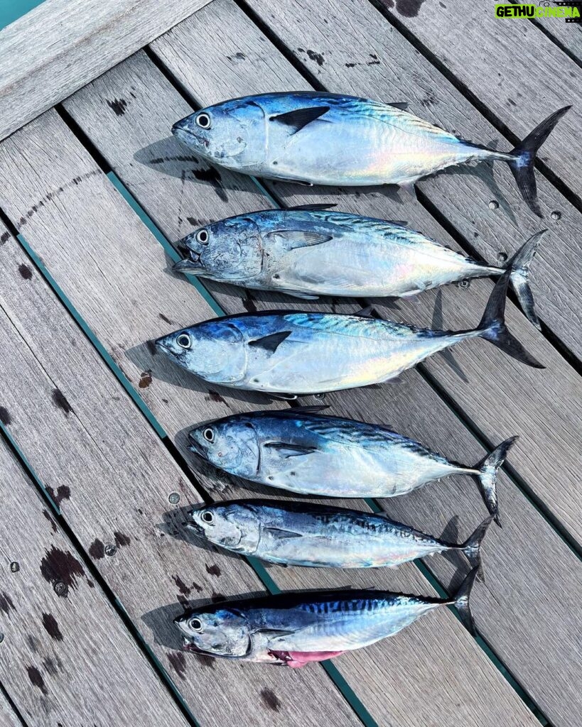 Aleksandr Tarasov Instagram - Рыбка клюет!! Накормил всю семью Мальдивским тунцом!🎣🍣 Soneva Fushi