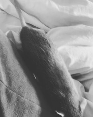 Alessandra Negrini Instagram - Eu não tenho muita paciência, as vezes eu acho tudo um pouco chato. Tenha uma boa noite e não leve tão a sério, é meu espírito gótico querendo brincar!