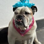 Alessandra Rosaldo Instagram - Estamos de fiesta en la familia porque nuestra princesa hermosa @fionaderbez ¡¡¡hoy cumple 11 años!!! 🎉🎉🎉🎁🎁🎁🎈🎈🎈🌈🌈🌈✨✨✨💥💥💥🐶🐶🐶 Te AMAMOS Fiona y somos muy afortunados de tenerte en nuestras vidas ♥️♥️♥️ ¡Feliz Cumpleaños!
