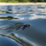 Alex Høgh Andersen Instagram - These past few days I’ve had the immense pleasure of following the incredible work of @tcecserangan - an amazing conversation and education centre that rescues and rehabilitate sea turtles. They also help secure the safety of unhatched eggs threatened by climate change, light pollution and poaching. YOU CAN ALSO HELP 🐢 Visit @gatetonature_ and the link in my bio to adopt a baby sea turtle. You’ll support some great, local and authentic people working hard to help a truly challenged species. Thank you and all the best ✌🏼❤️🐢