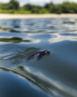 Alex Høgh Andersen Instagram - These past few days I’ve had the immense pleasure of following the incredible work of @tcecserangan - an amazing conversation and education centre that rescues and rehabilitate sea turtles. They also help secure the safety of unhatched eggs threatened by climate change, light pollution and poaching. 

YOU CAN ALSO HELP 🐢

Visit @gatetonature_ and the link in my bio to adopt a baby sea turtle. You’ll support some great, local and authentic people working hard to help a truly challenged species.

Thank you and all the best ✌🏼❤️🐢