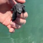 Alex Høgh Andersen Instagram - These past few days I’ve had the immense pleasure of following the incredible work of @tcecserangan - an amazing conversation and education centre that rescues and rehabilitate sea turtles. They also help secure the safety of unhatched eggs threatened by climate change, light pollution and poaching. YOU CAN ALSO HELP 🐢 Visit @gatetonature_ and the link in my bio to adopt a baby sea turtle. You’ll support some great, local and authentic people working hard to help a truly challenged species. Thank you and all the best ✌🏼❤️🐢