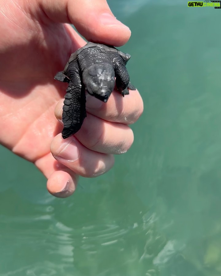 Alex Høgh Andersen Instagram - These past few days I’ve had the immense pleasure of following the incredible work of @tcecserangan - an amazing conversation and education centre that rescues and rehabilitate sea turtles. They also help secure the safety of unhatched eggs threatened by climate change, light pollution and poaching. YOU CAN ALSO HELP 🐢 Visit @gatetonature_ and the link in my bio to adopt a baby sea turtle. You’ll support some great, local and authentic people working hard to help a truly challenged species. Thank you and all the best ✌🏼❤️🐢