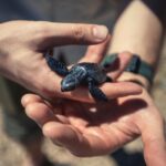 Alex Høgh Andersen Instagram - These past few days I’ve had the immense pleasure of following the incredible work of @tcecserangan - an amazing conversation and education centre that rescues and rehabilitate sea turtles. They also help secure the safety of unhatched eggs threatened by climate change, light pollution and poaching. YOU CAN ALSO HELP 🐢 Visit @gatetonature_ and the link in my bio to adopt a baby sea turtle. You’ll support some great, local and authentic people working hard to help a truly challenged species. Thank you and all the best ✌🏼❤️🐢