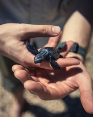 Alex Høgh Andersen Instagram - These past few days I’ve had the immense pleasure of following the incredible work of @tcecserangan - an amazing conversation and education centre that rescues and rehabilitate sea turtles. They also help secure the safety of unhatched eggs threatened by climate change, light pollution and poaching. 

YOU CAN ALSO HELP 🐢

Visit @gatetonature_ and the link in my bio to adopt a baby sea turtle. You’ll support some great, local and authentic people working hard to help a truly challenged species.

Thank you and all the best ✌🏼❤️🐢