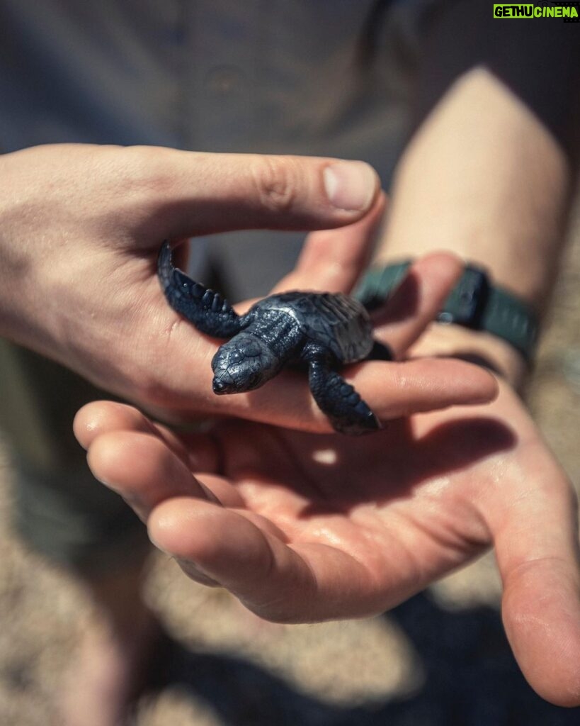 Alex Høgh Andersen Instagram - These past few days I’ve had the immense pleasure of following the incredible work of @tcecserangan - an amazing conversation and education centre that rescues and rehabilitate sea turtles. They also help secure the safety of unhatched eggs threatened by climate change, light pollution and poaching. YOU CAN ALSO HELP 🐢 Visit @gatetonature_ and the link in my bio to adopt a baby sea turtle. You’ll support some great, local and authentic people working hard to help a truly challenged species. Thank you and all the best ✌🏼❤️🐢