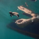 Alex Høgh Andersen Instagram - These past few days I’ve had the immense pleasure of following the incredible work of @tcecserangan - an amazing conversation and education centre that rescues and rehabilitate sea turtles. They also help secure the safety of unhatched eggs threatened by climate change, light pollution and poaching. YOU CAN ALSO HELP 🐢 Visit @gatetonature_ and the link in my bio to adopt a baby sea turtle. You’ll support some great, local and authentic people working hard to help a truly challenged species. Thank you and all the best ✌🏼❤️🐢