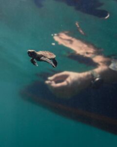 Alex Høgh Andersen Instagram - These past few days I’ve had the immense pleasure of following the incredible work of @tcecserangan - an amazing conversation and education centre that rescues and rehabilitate sea turtles. They also help secure the safety of unhatched eggs threatened by climate change, light pollution and poaching. YOU CAN ALSO HELP 🐢 Visit @gatetonature_ and the link in my bio to adopt a baby sea turtle. You’ll support some great, local and authentic people working hard to help a truly challenged species. Thank you and all the best ✌🏼❤️🐢