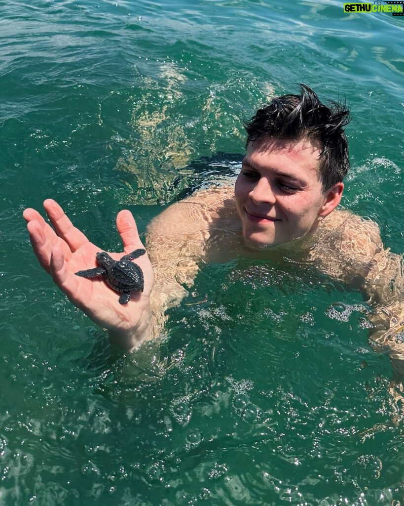 Alex Høgh Andersen Instagram - These past few days I’ve had the immense pleasure of following the incredible work of @tcecserangan - an amazing conversation and education centre that rescues and rehabilitate sea turtles. They also help secure the safety of unhatched eggs threatened by climate change, light pollution and poaching. YOU CAN ALSO HELP 🐢 Visit @gatetonature_ and the link in my bio to adopt a baby sea turtle. You’ll support some great, local and authentic people working hard to help a truly challenged species. Thank you and all the best ✌🏼❤️🐢