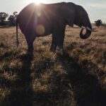 Alex Høgh Andersen Instagram - This past weekend was special! I, @malteebert and Jesper Stagegaard from Ree Park Safari hosted a charity-talk shedding light on a very important and tragic subject: the devastating deforestation happening in Masai Mara in Kenya. 🌳🐘 After the talk my pictures from our trip to Kenya was exhibited and auctioned with all the proceeds being donated to nature reservation in Masai Mara to help the rehabilitation of the ecosystem. It was a truly beautiful evening and I was very humbled and happy to see so many people support this cause! And hey, now YOU can too! Visit @gatetonature_ ‘s website to get your owned limited signed print and support the living beings of Masai Mara. Thanks a mill! Xx Alex🦒🌳🐘