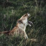 Alex Høgh Andersen Instagram - This past weekend was special! I, @malteebert and Jesper Stagegaard from Ree Park Safari hosted a charity-talk shedding light on a very important and tragic subject: the devastating deforestation happening in Masai Mara in Kenya. 🌳🐘 After the talk my pictures from our trip to Kenya was exhibited and auctioned with all the proceeds being donated to nature reservation in Masai Mara to help the rehabilitation of the ecosystem. It was a truly beautiful evening and I was very humbled and happy to see so many people support this cause! And hey, now YOU can too! Visit @gatetonature_ ‘s website to get your owned limited signed print and support the living beings of Masai Mara. Thanks a mill! Xx Alex🦒🌳🐘