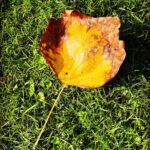 Alex Scott Instagram - 🍁🧸🍂