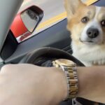 Alex Sparrow Instagram - My copilot is back 😍 My little treasure with big ears and huge heart ❤️