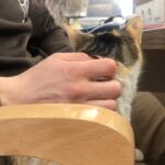 Alexander Dreymon Instagram - “CC” is our set mascot. She was a stray; now, she’s part of the TLK fam. She likes to sleep...cuddle...cuddle while she sleeps...and to sleep while being cuddled. (She pretends to be in love with me, but really, any lap will do...) If you watch season 5 carefully, you might spot her passed out somewhere in the back of a shot. #cat #purr #catsofinstagram #adoptdontshop