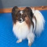 Alexander Dreymon Instagram - “The year 2020”- interpreted and performed by my furry friend @bubee_the_papillon Happy 2021! ❤️