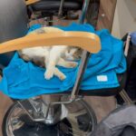 Alexander Dreymon Instagram - “CC” is our set mascot. She was a stray; now, she’s part of the TLK fam. She likes to sleep...cuddle...cuddle while she sleeps...and to sleep while being cuddled. (She pretends to be in love with me, but really, any lap will do...) If you watch season 5 carefully, you might spot her passed out somewhere in the back of a shot. #cat #purr #catsofinstagram #adoptdontshop