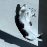 Alexander Petrov Instagram - утренняя фотосессия настоящей звезды. Саманта 😎