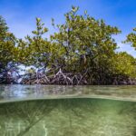 Alexander Rendell Instagram - Dive ที่พีคสุดกับการดำเพื่อทำความเข้าใจ Mangrove Forest ... @eecthailand พาเด็กๆมา snorkel เพื่อเห็นถึงความเป็น "โรงเรียนอนุบาล" ของสัตว์ทะเลจนมีนักเรียนถามว่า เเล้วมี teacher ไหม? 🙂 #eecthailand