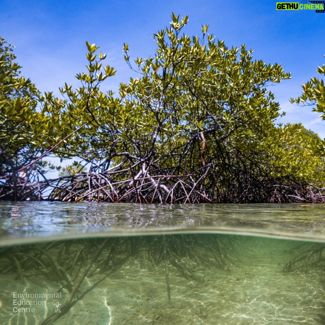 Alexander Rendell Instagram - Dive ที่พีคสุดกับการดำเพื่อทำความเข้าใจ Mangrove Forest ... @eecthailand พาเด็กๆมา snorkel เพื่อเห็นถึงความเป็น "โรงเรียนอนุบาล" ของสัตว์ทะเลจนมีนักเรียนถามว่า เเล้วมี teacher ไหม? 🙂 #eecthailand