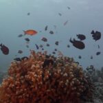 Alexander Rendell Instagram - And thats it for this years diving season! Thank you all families and divers for joining us this year ❤️ see you next season! 🤿 ขอบคุณนักเรียน เเละผู้ปกครองทุกท่านที่มาดำน้ำกับ @eecthailand ในปีนี้ เจอกันใหม่ฤดูกาลหน้าครับ❤️🙏 #eecthailand #letnaturebeourclassroom