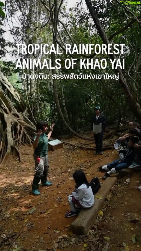 Alexander Rendell Instagram - 🌳🐘🐒 Another memorable adventure with a group of young explorers discovering the animals of Khao Yai during the day and night. Mission completed ✅ — 🌳🐘🐒 อีกหนึ่งการผจญภัยที่น่าจดจำของกลุ่มนักสำรวจรุ่นเยาว์ที่ได้ค้นพบสัตว์ป่าหลายชนิดที่เขาใหญ่ ทั้งตอนกลางวันและตอนกลางคืน นับเป็นอีกหนึ่งภารกิจที่ประสบความสำเร็จ✅ #eecthailand #letnaturebeourclassroom
