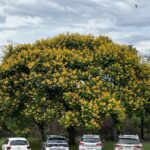 Alexandre Garcia Instagram - Imagens de Brasília.