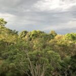 Alexandre Garcia Instagram - 50 tons de verde, depois da chuva de fim-de-tarde.