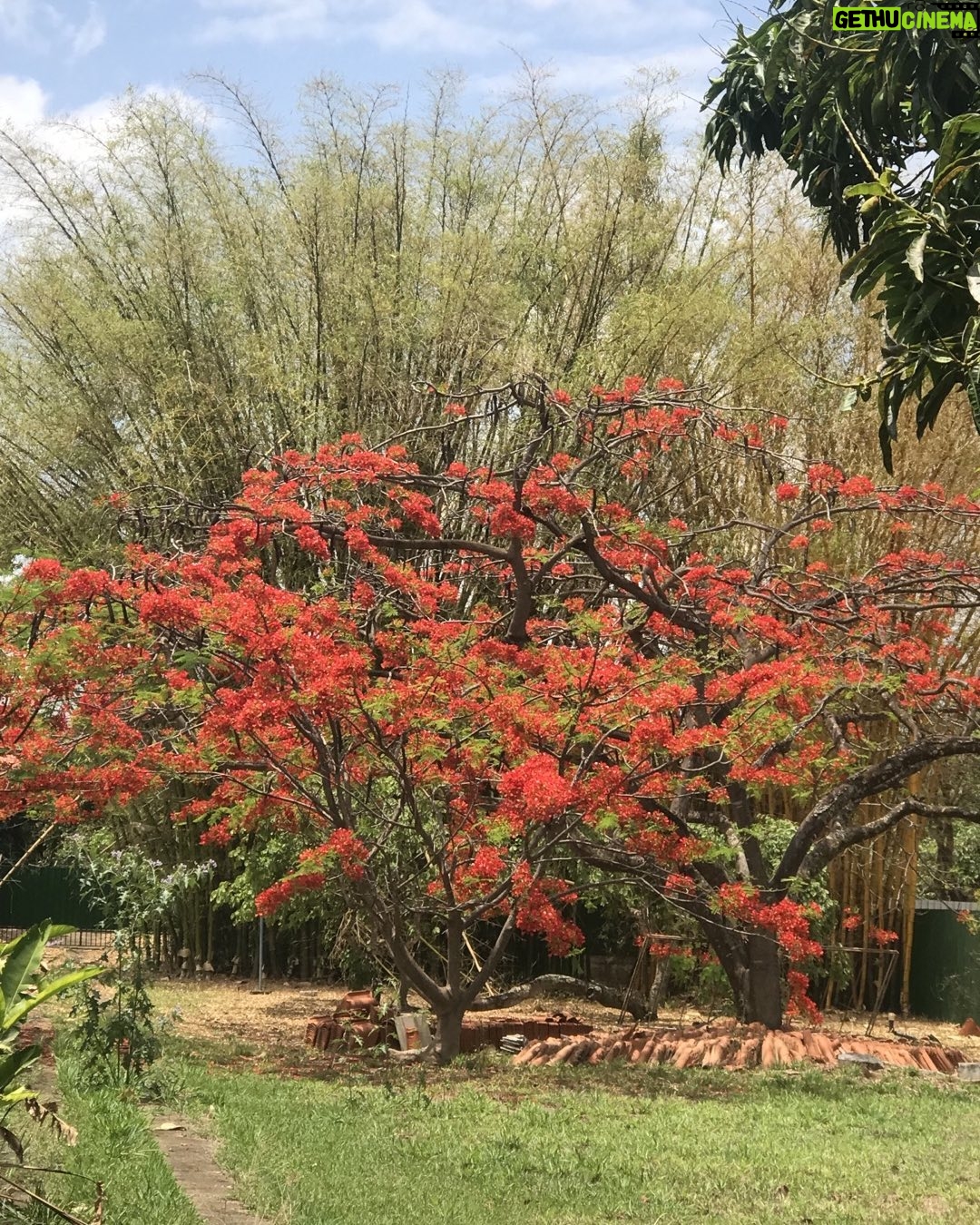 Alexandre Garcia Instagram - O flamboyant que plantei em 1981 no Lago Norte.