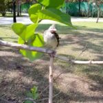 Alexandre Garcia Instagram - Pensávamos que o Piupiu fosse um pardal zinho, e agora o patinho está virando cisne.