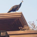 Alexandre Garcia Instagram - Um pavão misterioso pousou aqui em casa. E posou.