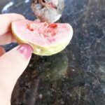 Alexandre Garcia Instagram - Piupiu se prepara para procurar seu próprio alimento.