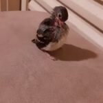 Alexandre Garcia Instagram - Piupiu al primo canto.