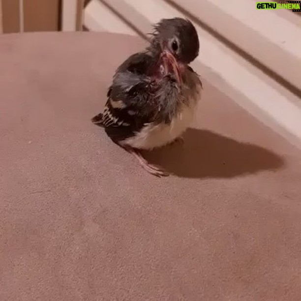 Alexandre Garcia Instagram - Piupiu al primo canto.