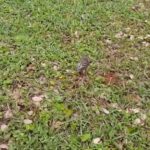 Alexandre Garcia Instagram - Piupiu no primeiro voo solo. Ainda curto, como o do 14 bis.