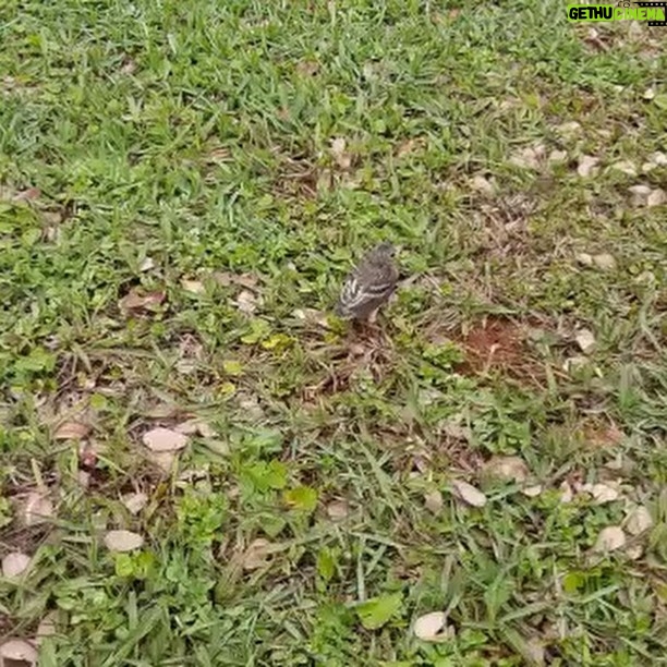Alexandre Garcia Instagram - Piupiu no primeiro voo solo. Ainda curto, como o do 14 bis.