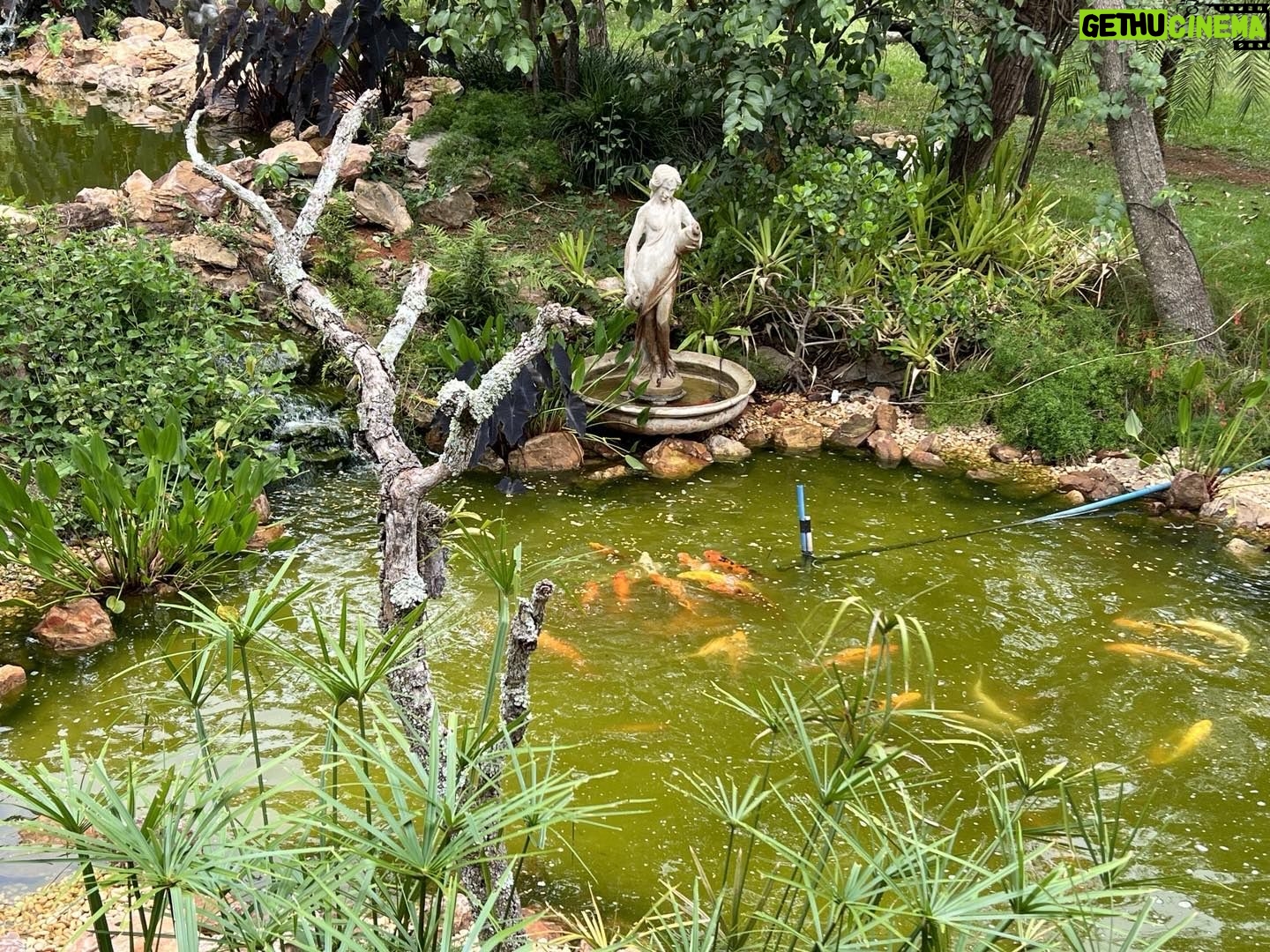 Alexandre Garcia Instagram - A Ninfa e os peixes, posando para o domingo.