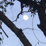 Alexandre Garcia Instagram - A lua cheia chegou ao cerrado. Aproveitem a noite linda desta sexta-feira!