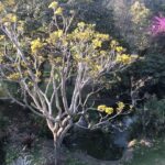 Alexandre Garcia Instagram - Os ipês que a natureza nos deu, para colorir o fim de tarde desta terça-feira.
