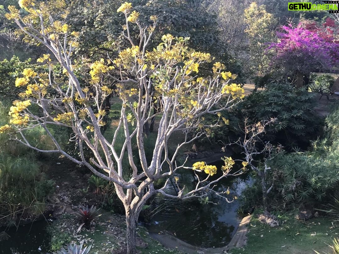 Alexandre Garcia Instagram - Os ipês que a natureza nos deu, para colorir o fim de tarde desta terça-feira.