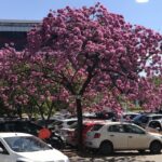 Alexandre Garcia Instagram - Floradas de ipê por Brasília inteira. Aí no estacionamento perto do escritório da minha empresa.