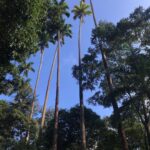 Alexandre Garcia Instagram - Rio, as verticais belas e as feias: Parque Laje x Centro.