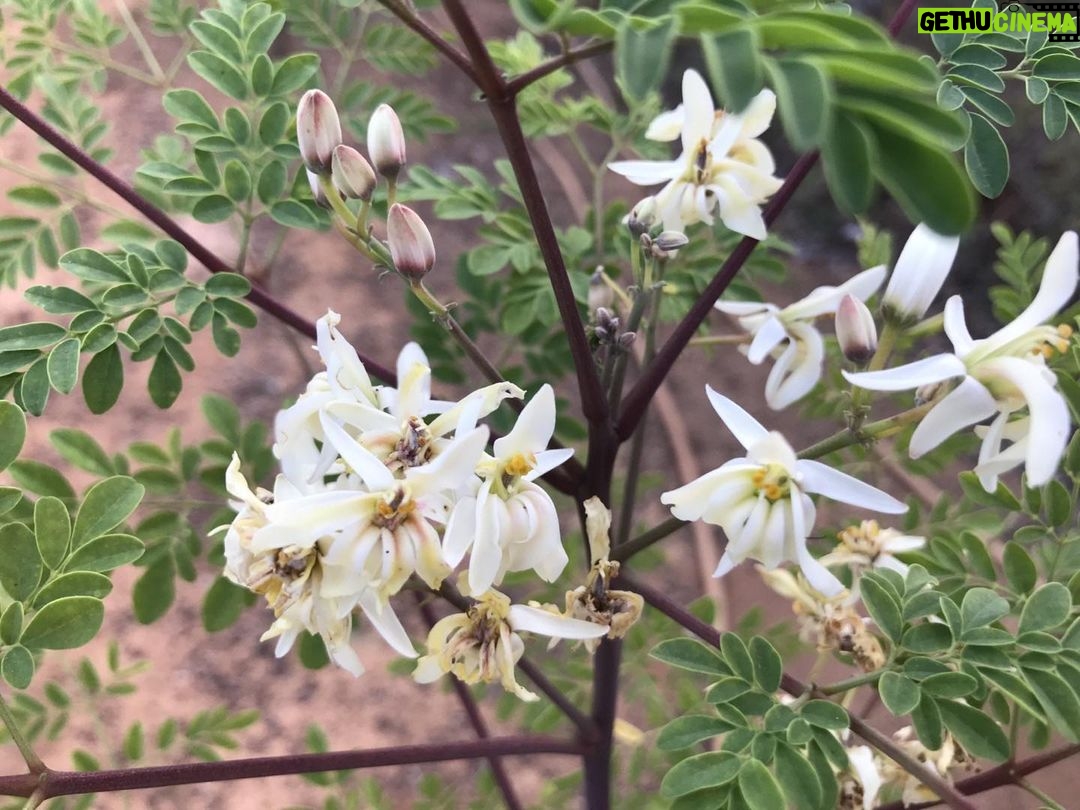 Alexandre Garcia Instagram - Moringa em flor, ao entardecer desta sexta-feira.