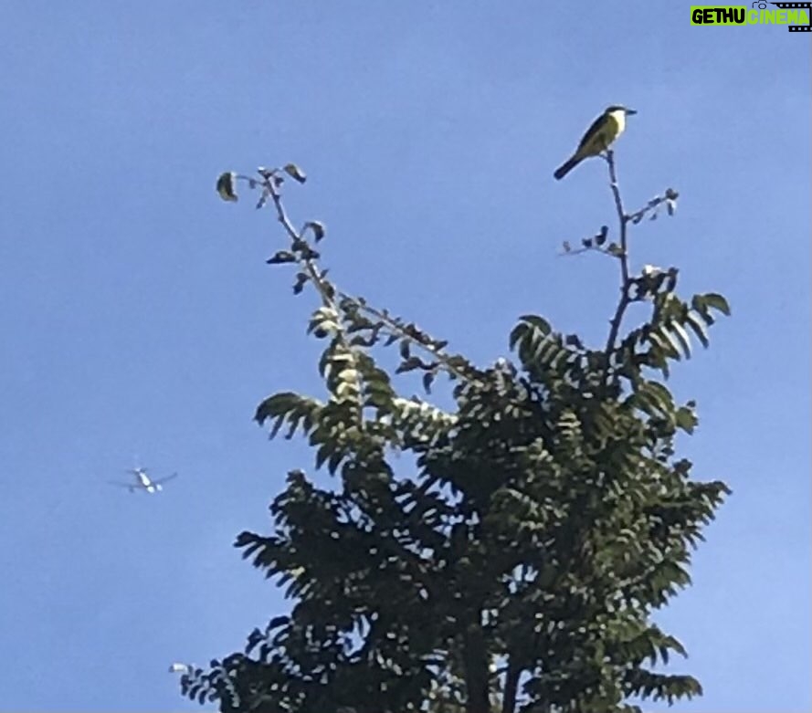 Alexandre Garcia Instagram - Dois pássaros no céu brasiliense deste sábado.