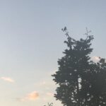 Alexandre Garcia Instagram - Corpus avis no fim de tarde do Corpus Christi.